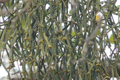 Viscum articulatum